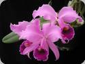 Cattleya lawrenceana